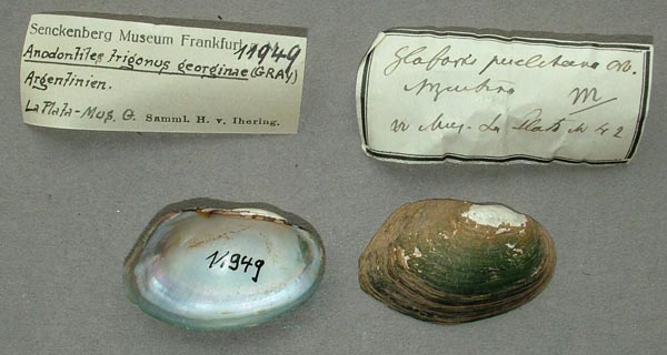 specimen