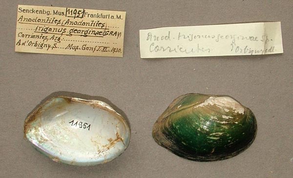 specimen