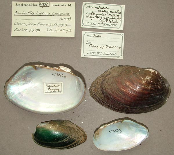 specimen