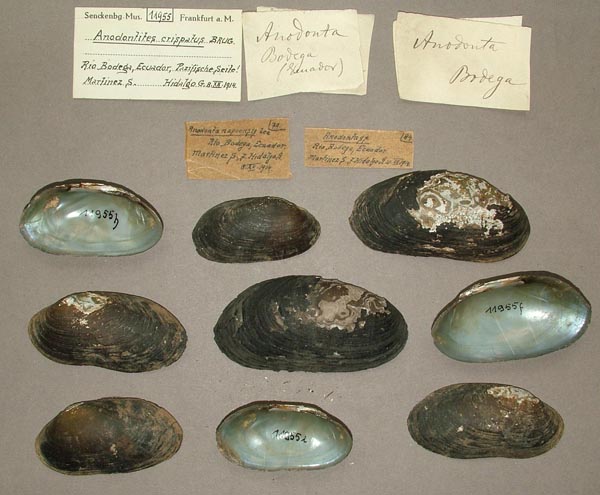 specimen