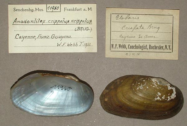 specimen