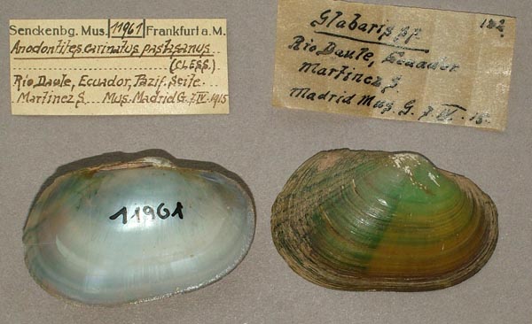 specimen