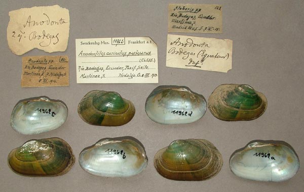 specimen