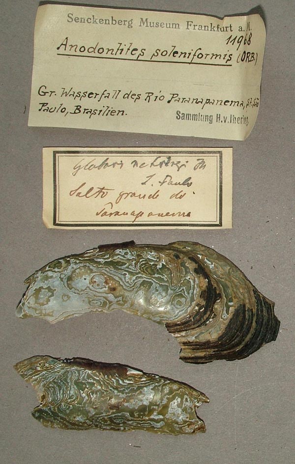 specimen