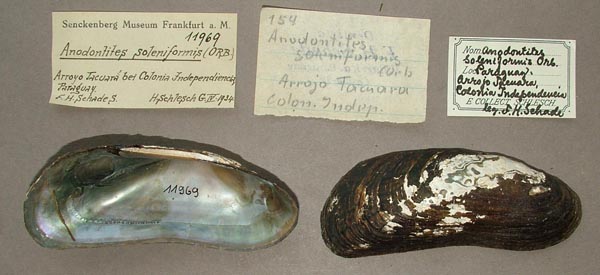 specimen
