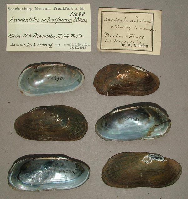specimen