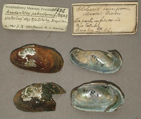 specimen