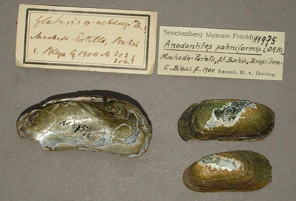 specimen