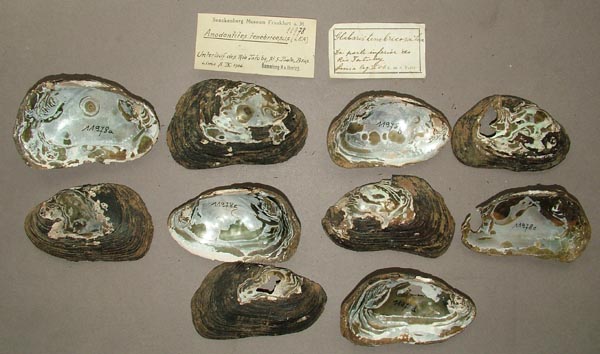 specimen