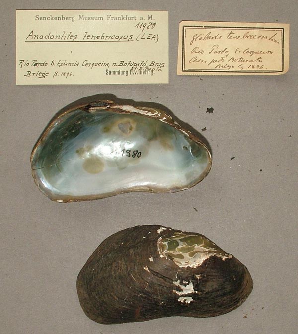 specimen