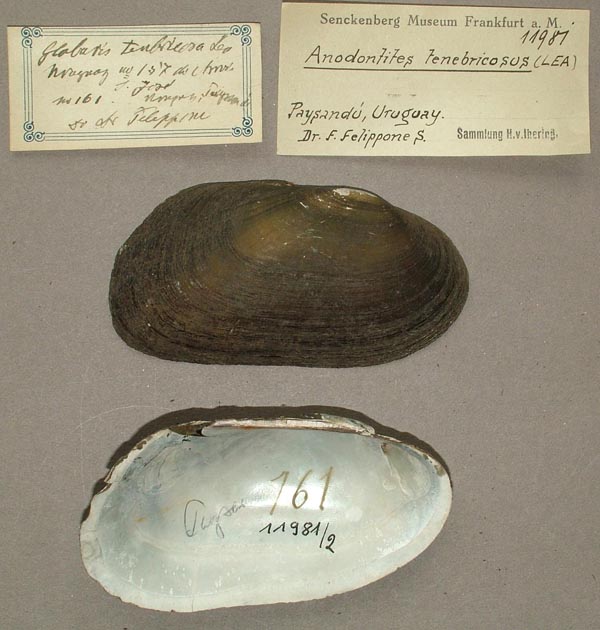 specimen