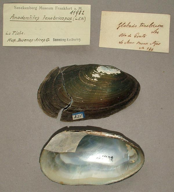 specimen