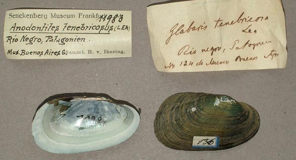 specimen