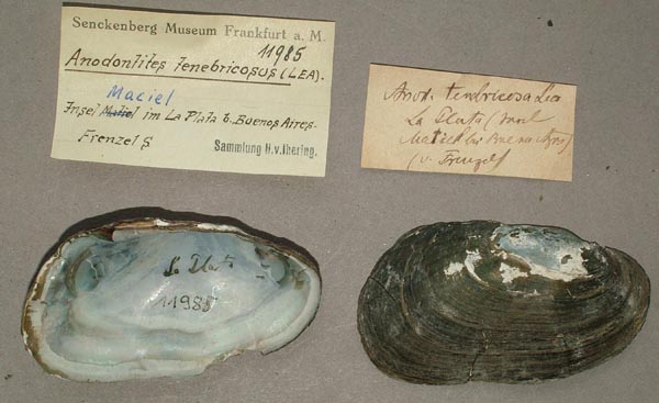 specimen