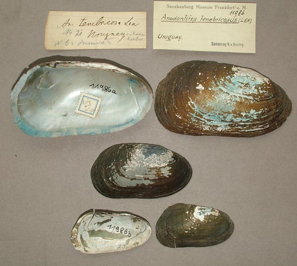 specimen