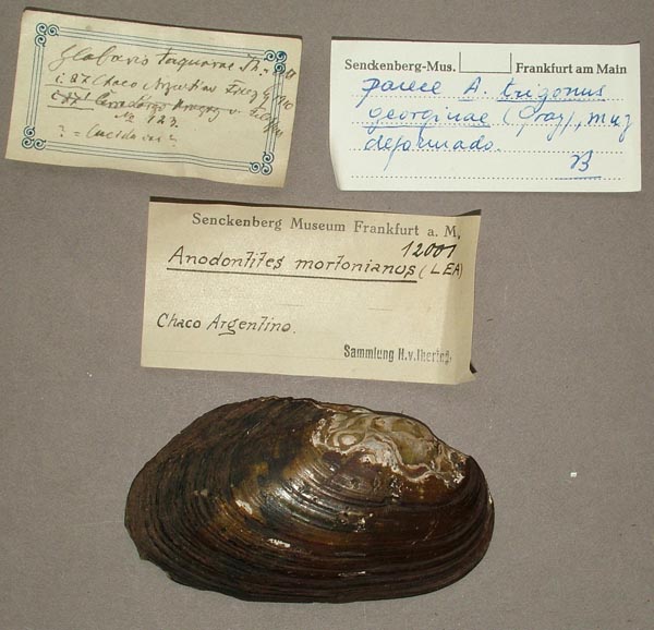 specimen