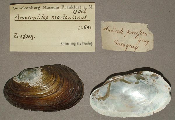 specimen