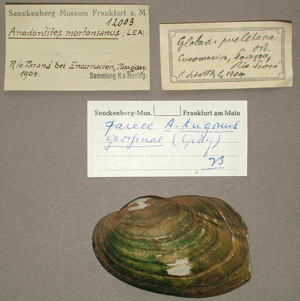specimen