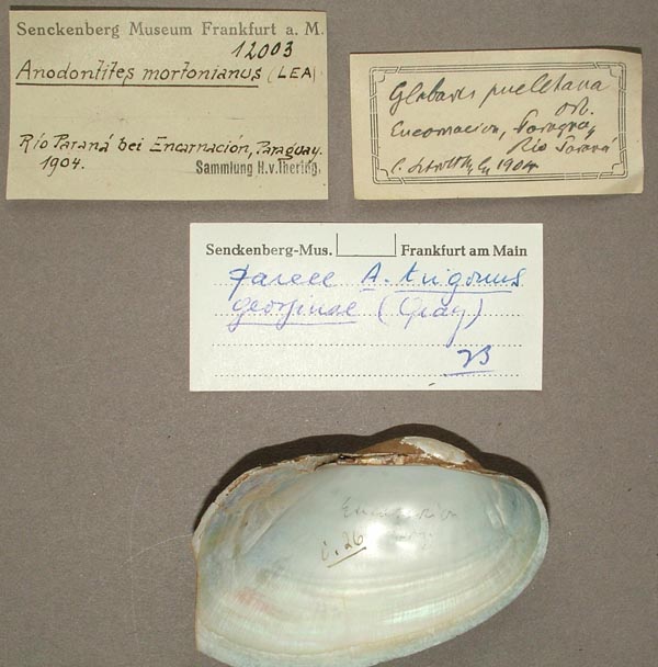 specimen