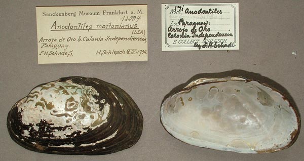 specimen