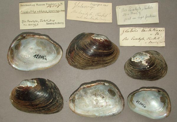 image of lot SMF_12005 image of lot SMF_12005