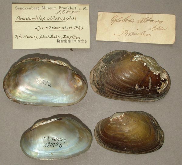 image of lot SMF_12010 image of lot SMF_12010