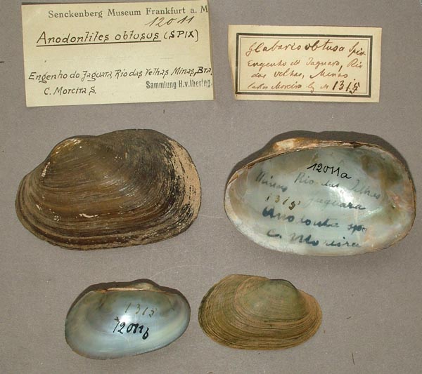 image of lot SMF_12011 image of lot SMF_12011