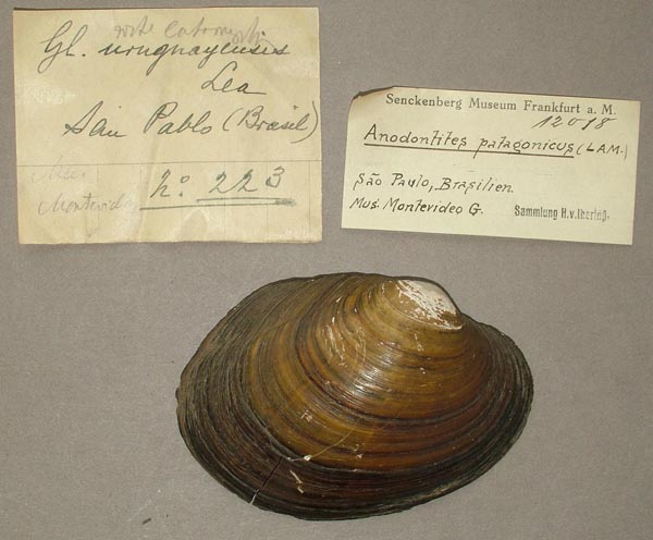 specimen