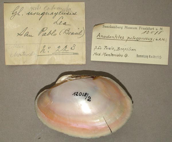 specimen