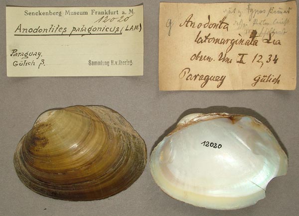 specimen