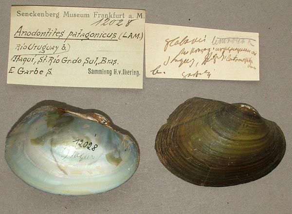 specimen