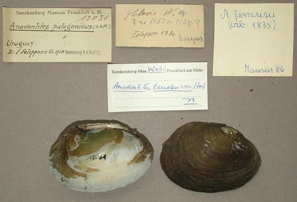 specimen
