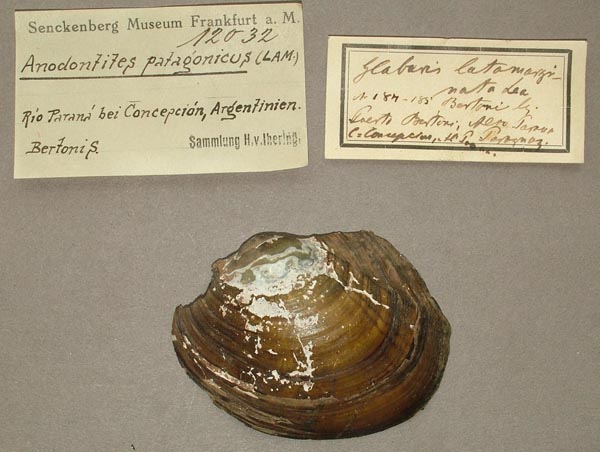 specimen