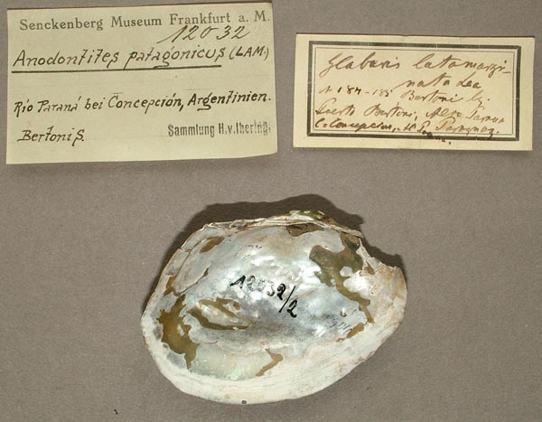 specimen