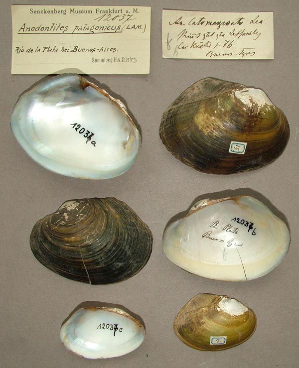 specimen