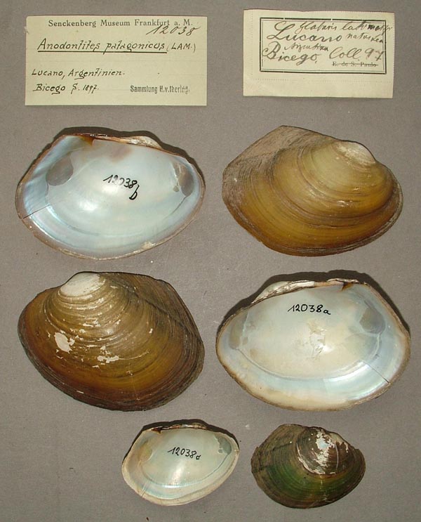 specimen