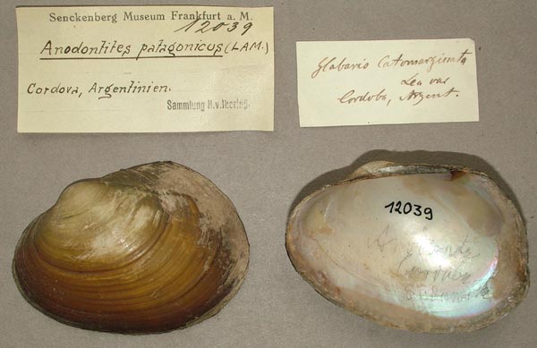 specimen