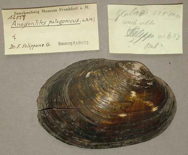 specimen