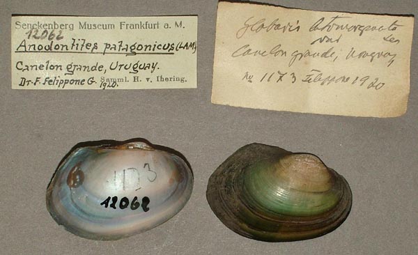 specimen