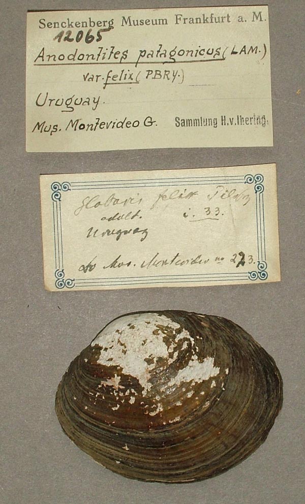 specimen