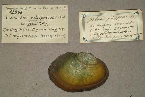 specimen