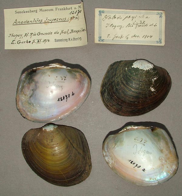 specimen