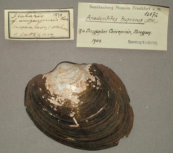 specimen