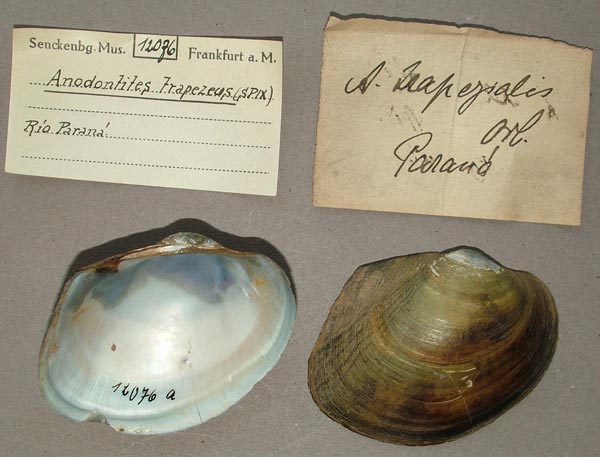 specimen