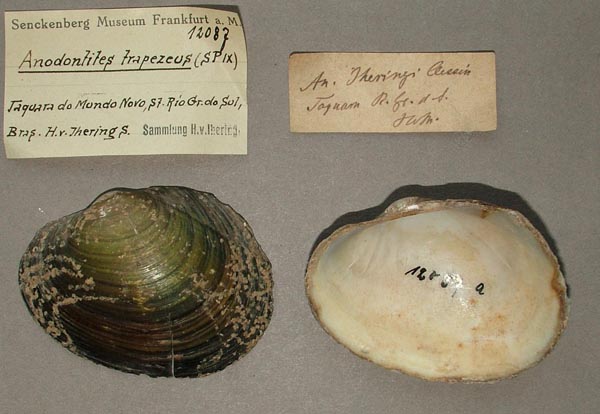 specimen