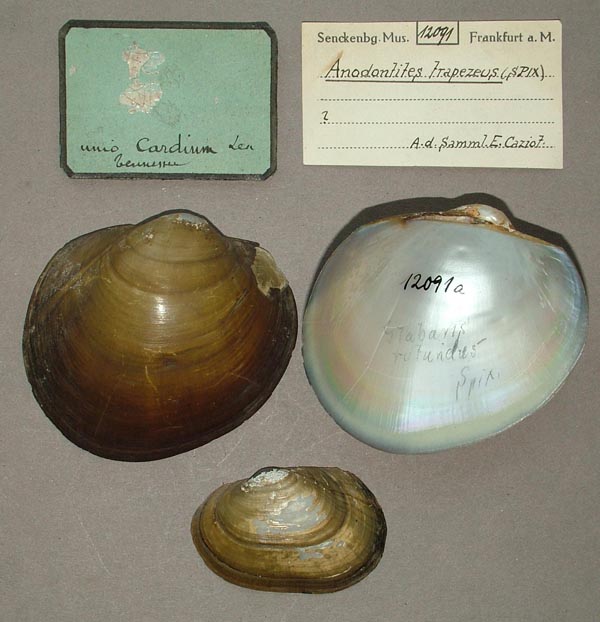 specimen