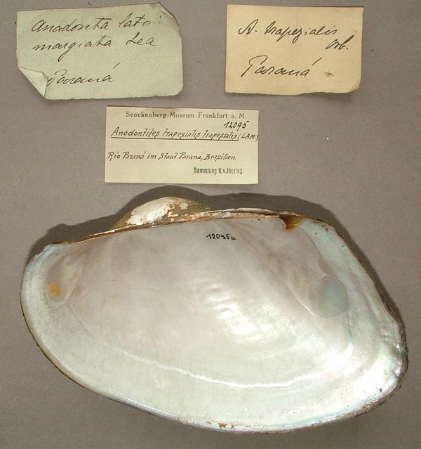 specimen