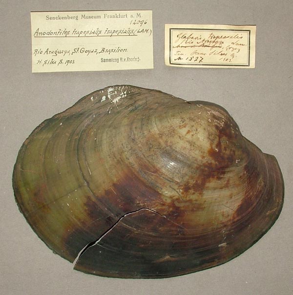 specimen