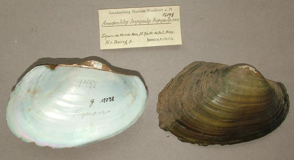specimen
