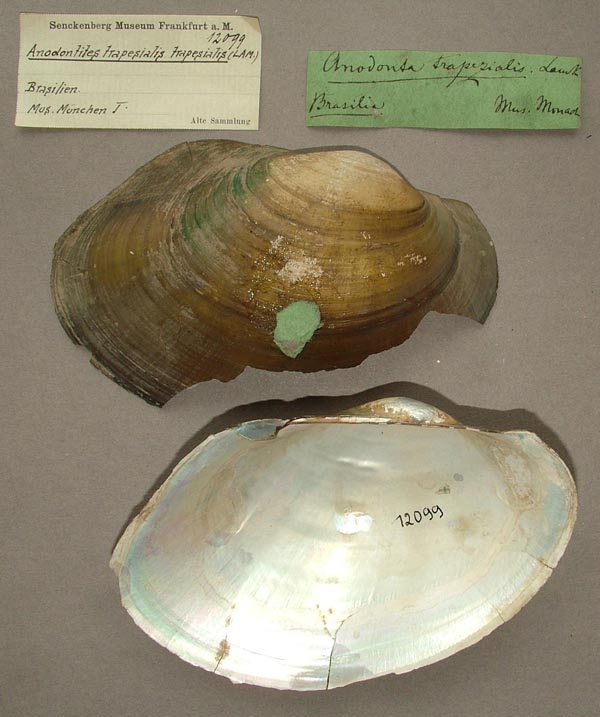 specimen